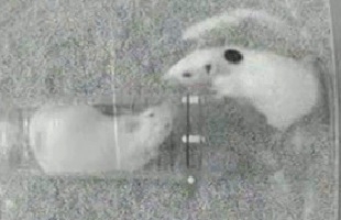 Ratas solidarias