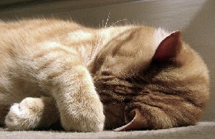 Siesta mejora memoria